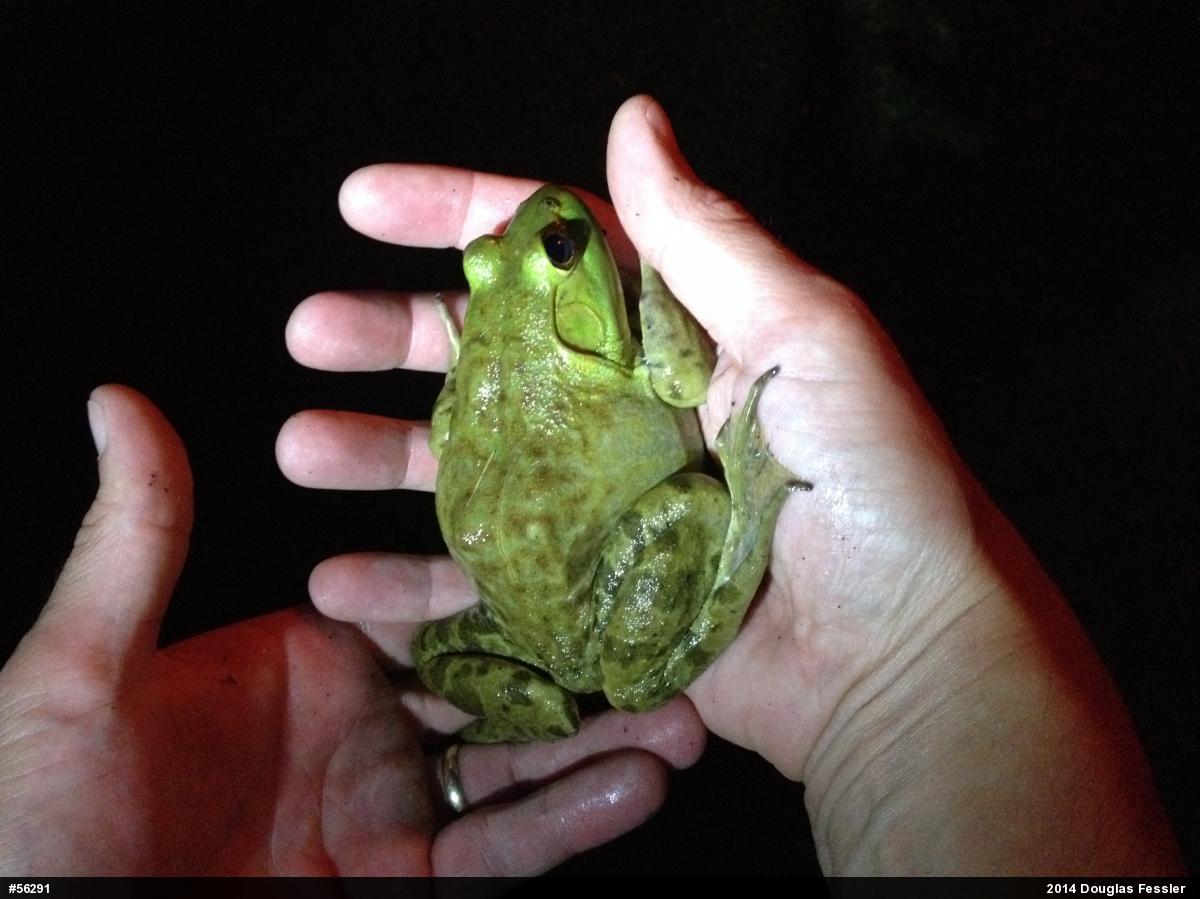 American Bullfrog