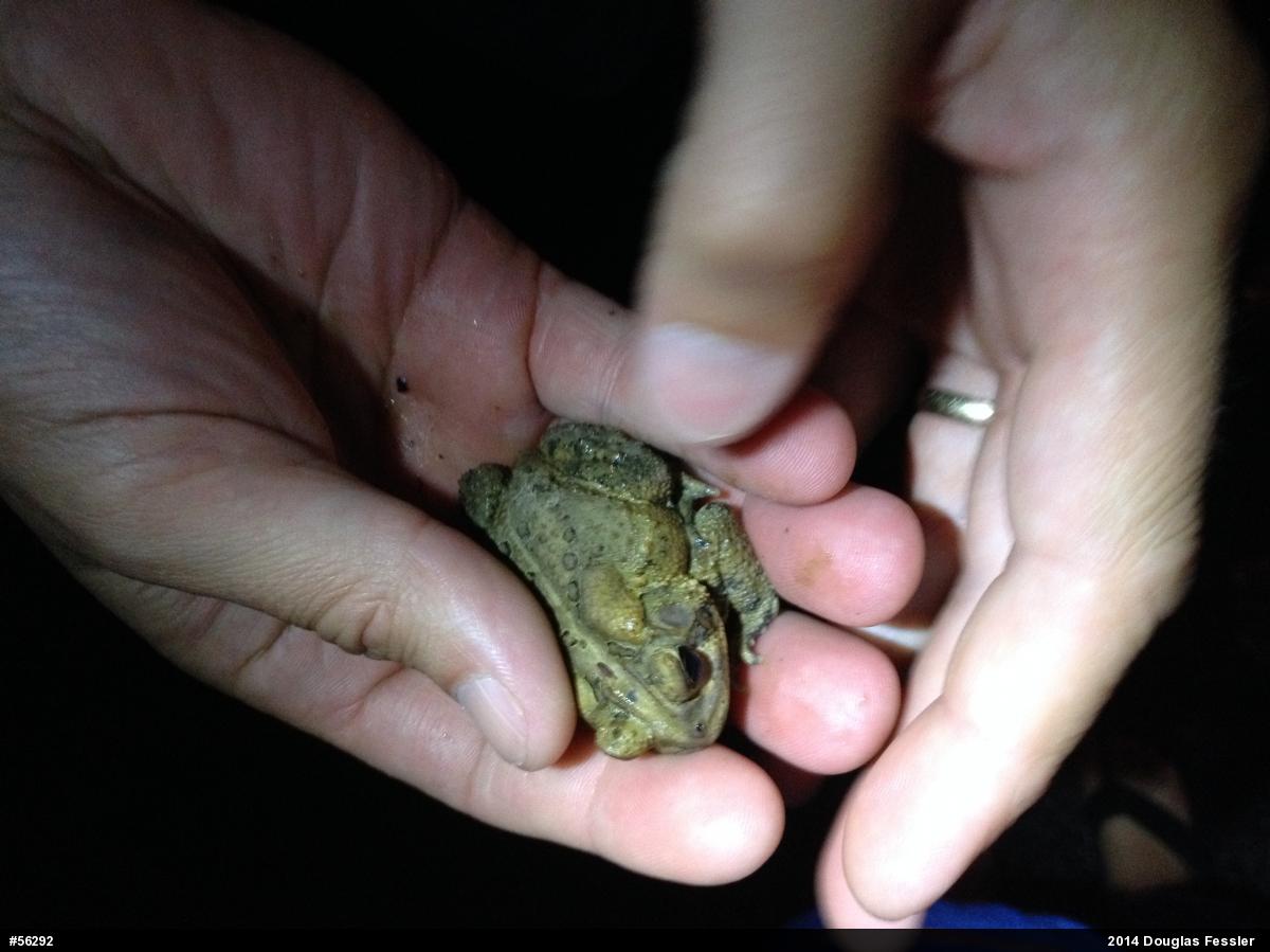 Eastern American Toad