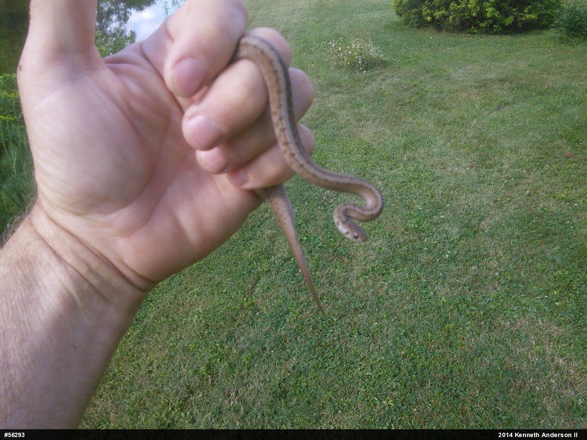 Dekay's Brownsnake