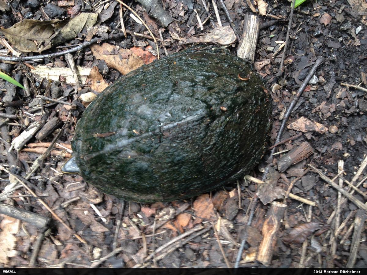 Eastern Musk Turtle