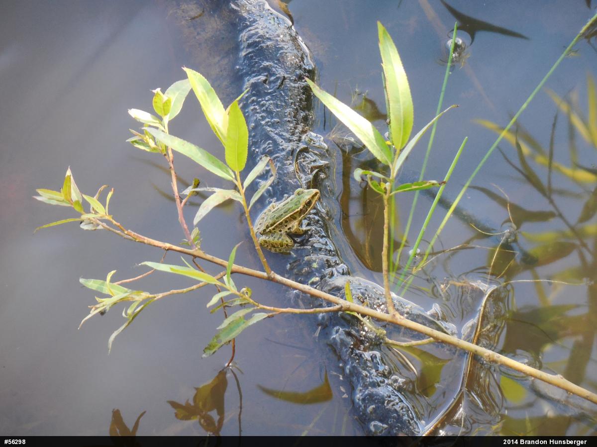 Northern Leopard Frog