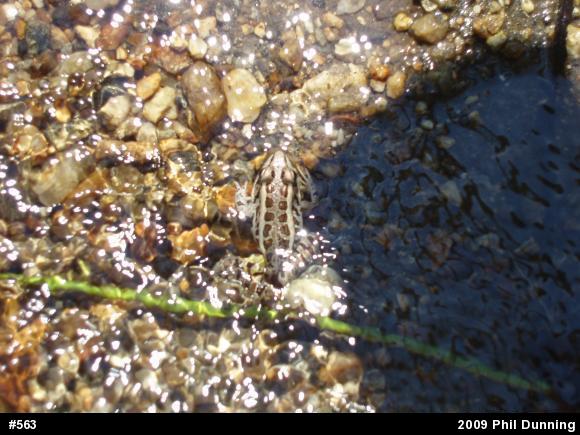 Pickerel Frog