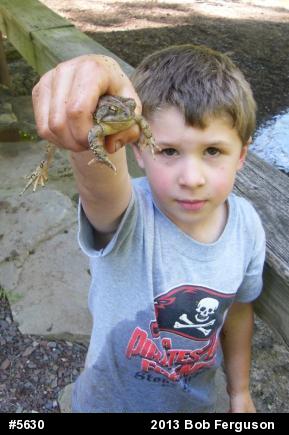 True Toads