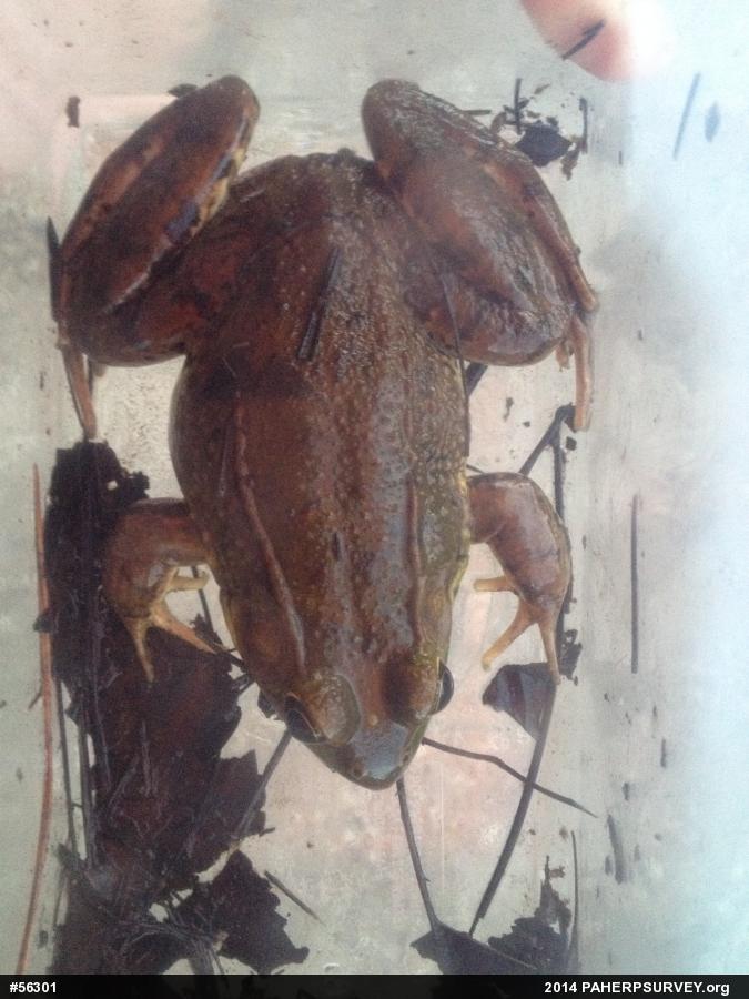 Green Frog