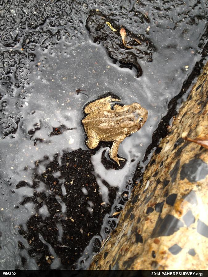 Eastern American Toad