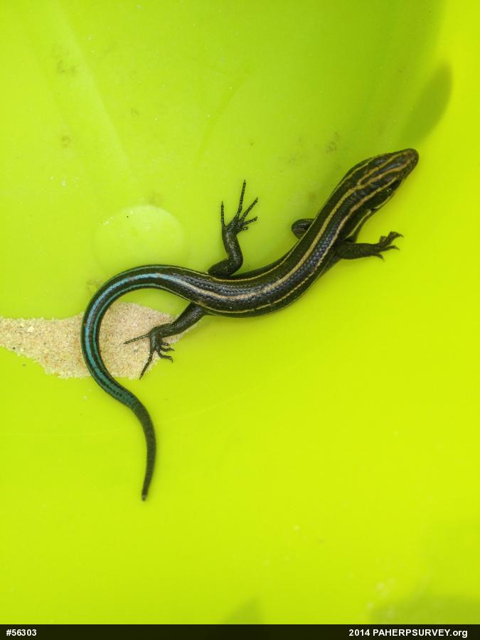 Common Five-lined Skink