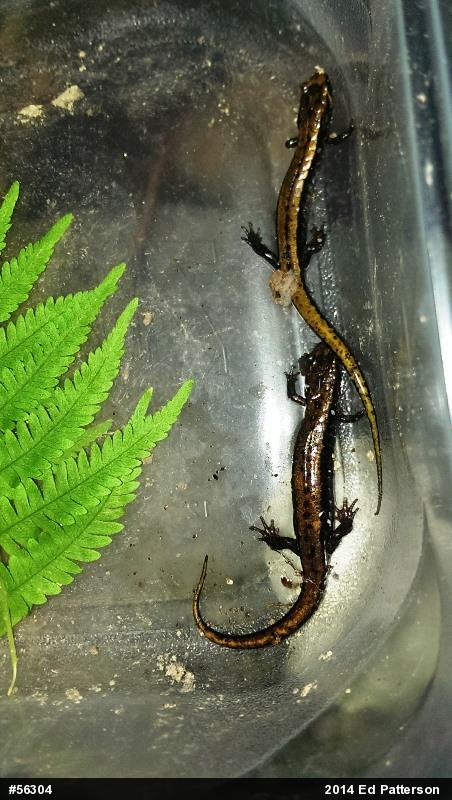 Allegheny Mountain Dusky Salamander