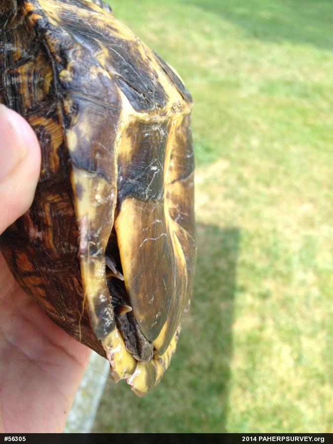 Eastern Box Turtle