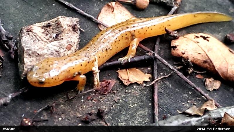 Northern Red Salamander