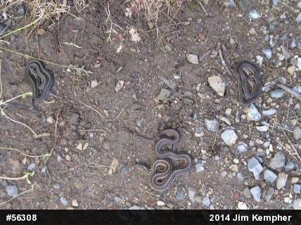 Eastern Gartersnake