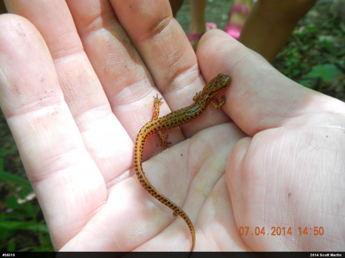 Eastern Long-tailed Salamander