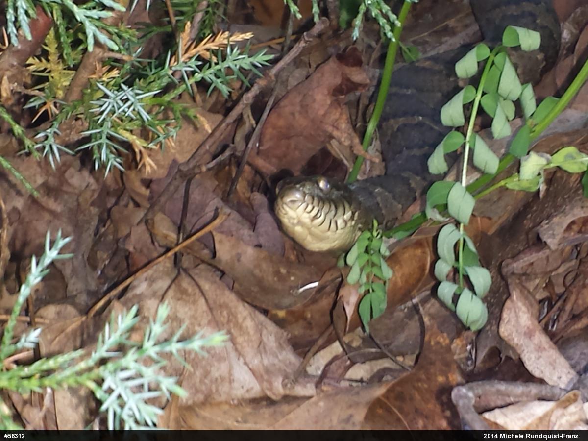 Northern Watersnake