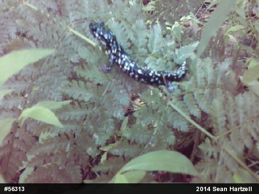 Northern Slimy Salamander