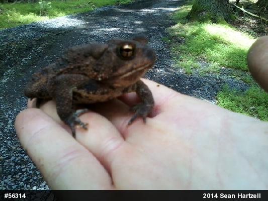 Eastern American Toad