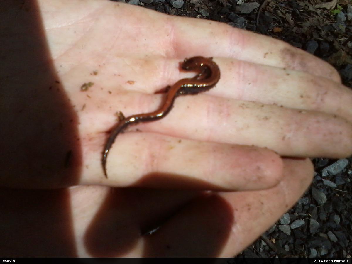 Eastern Red-backed  Salamander