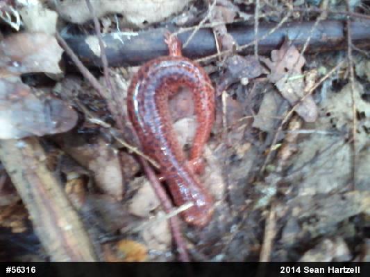 Northern Red Salamander