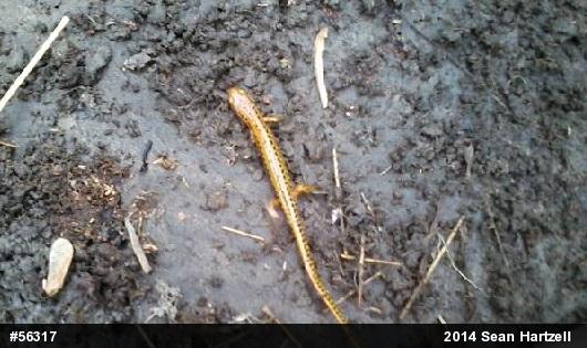 Eastern Long-tailed Salamander