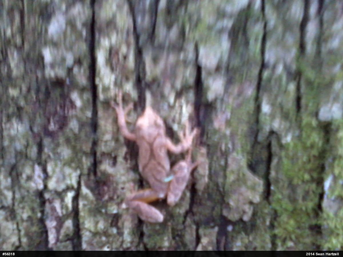 Spring Peeper