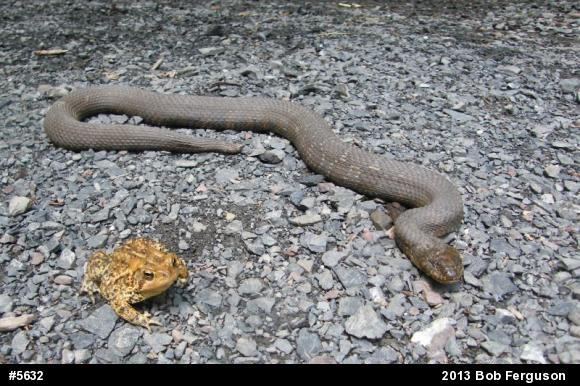 Eastern American Toad