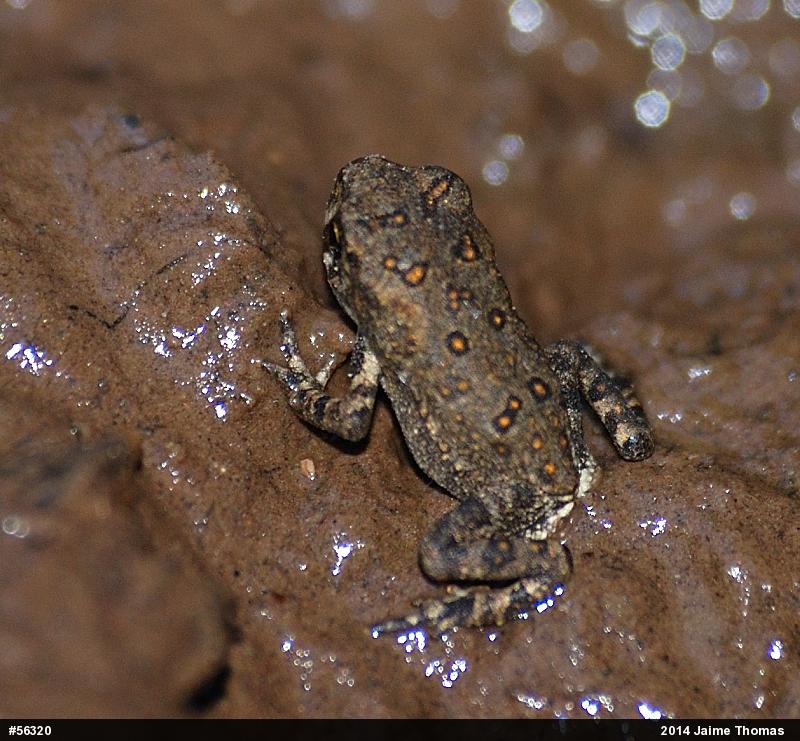 Eastern American Toad