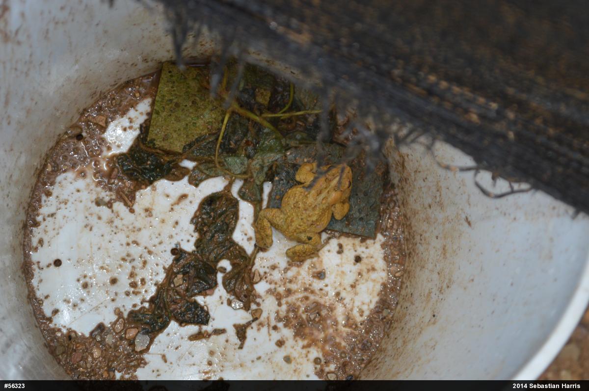 Eastern American Toad