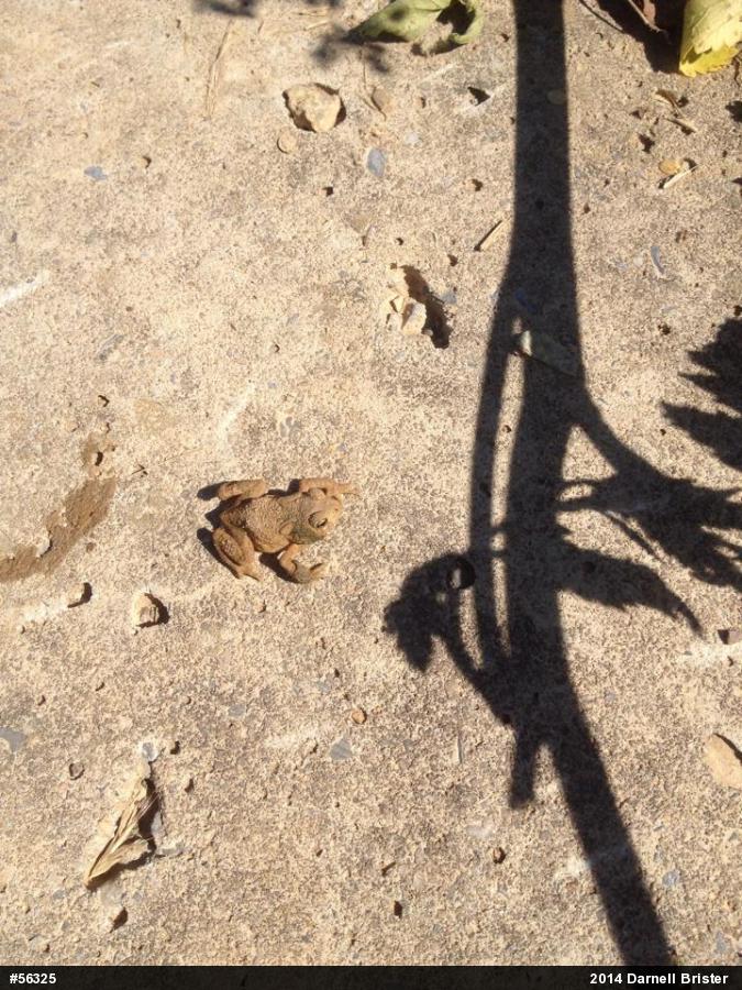 Eastern American Toad