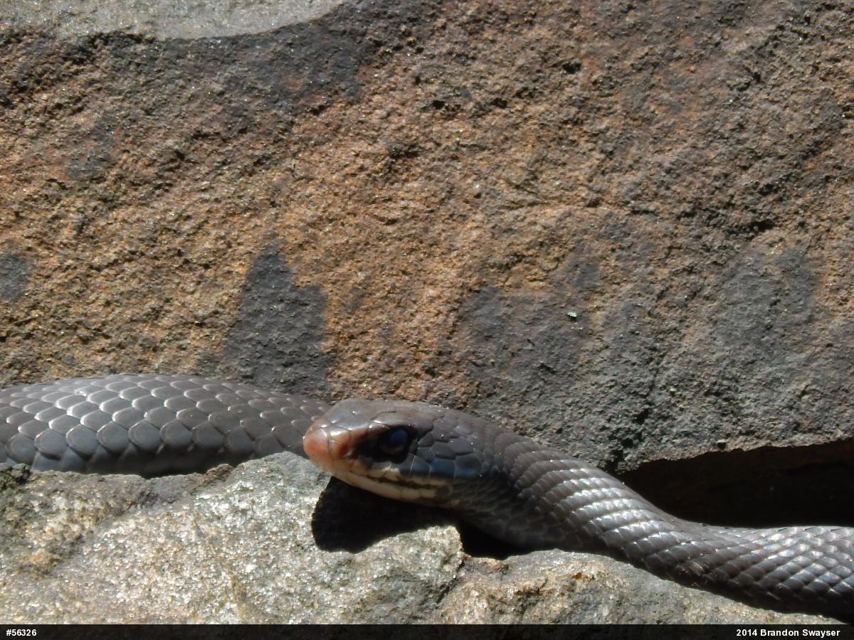 Northern Black Racer