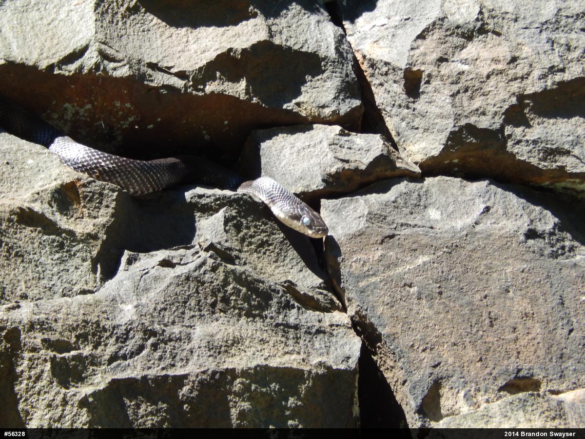 Eastern Ratsnake