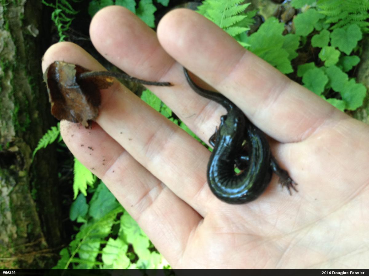 Northern Dusky Salamander