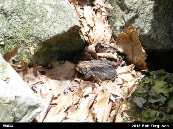 Eastern American Toad