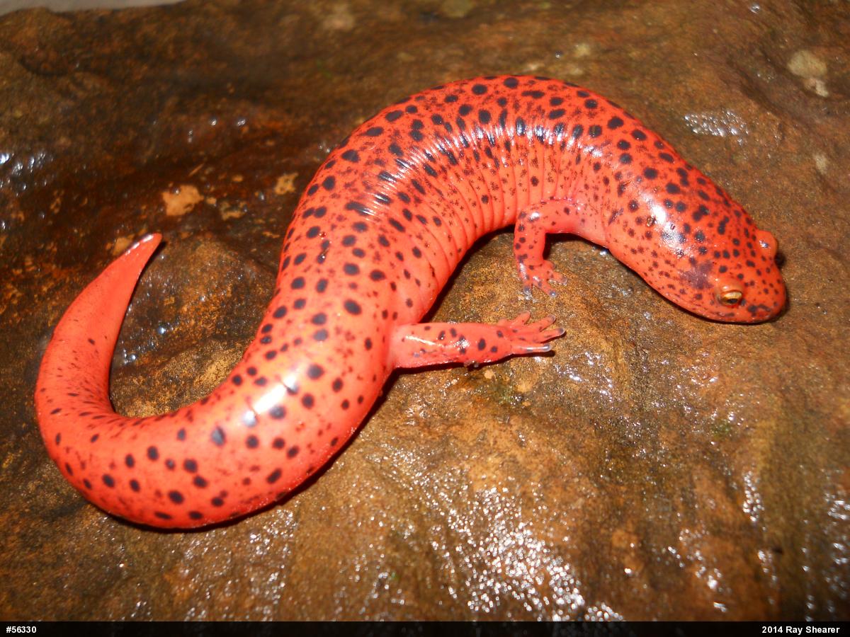 Northern Red Salamander