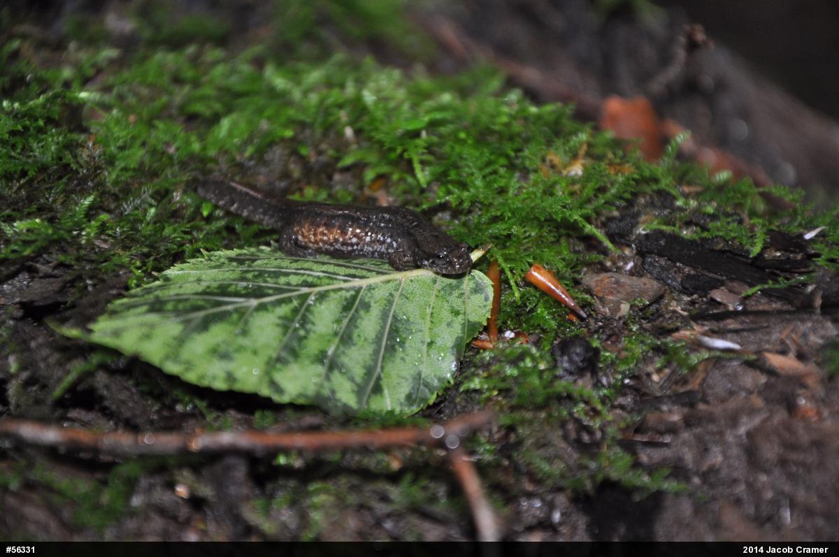 Northern Dusky Salamander