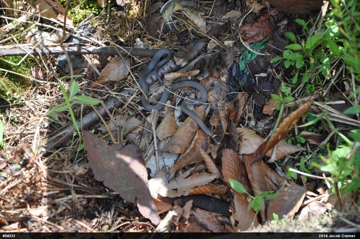 Northern Ring-necked Snake