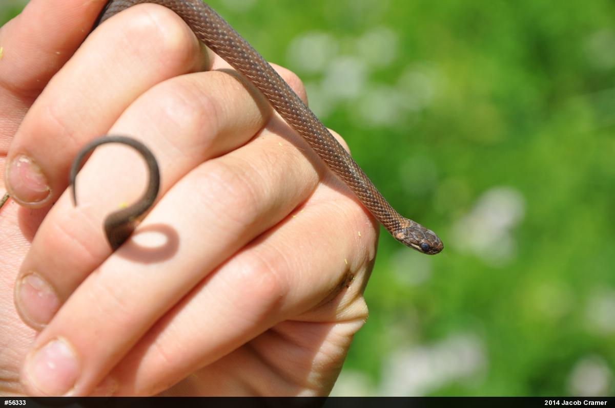 Red-bellied Snake