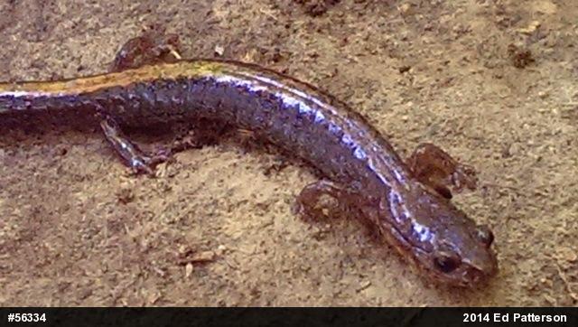 Eastern Red-backed  Salamander