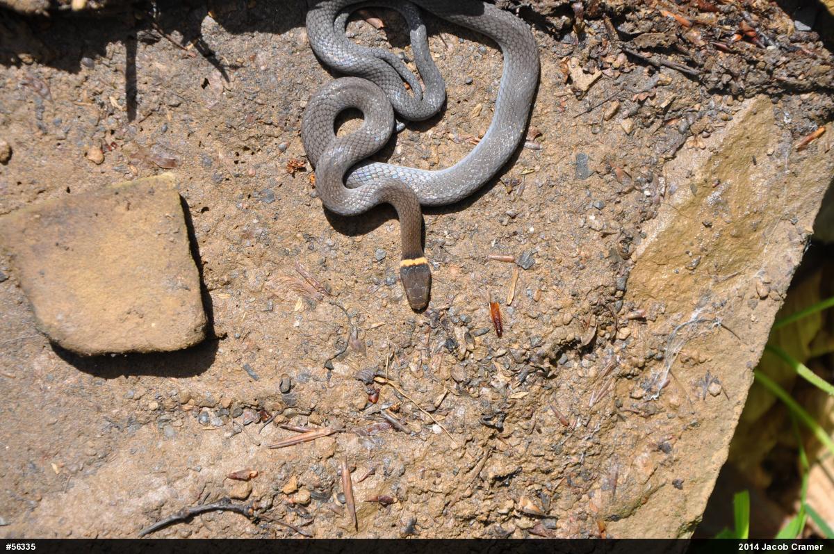 Northern Ring-necked Snake