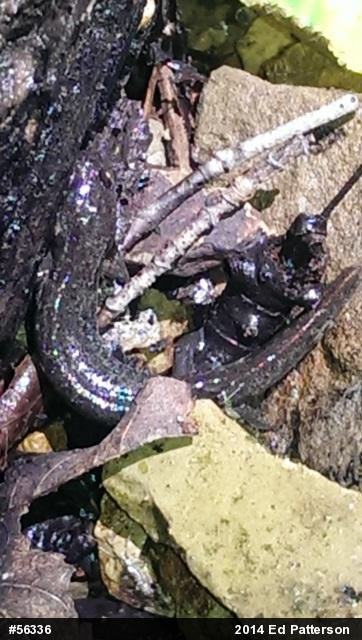 Northern Dusky Salamander