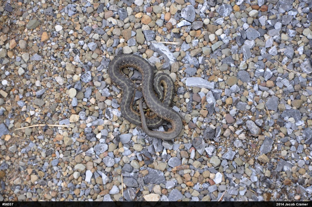 Eastern Gartersnake