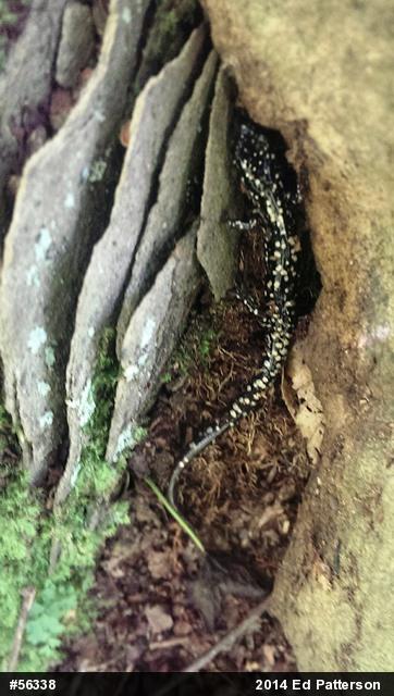 Northern Slimy Salamander