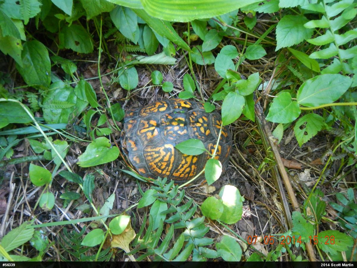 Eastern Box Turtle