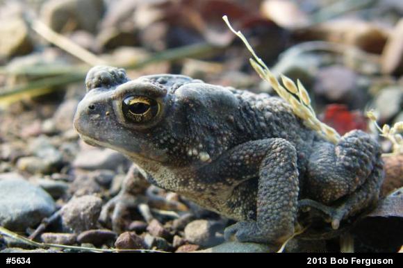 Eastern American Toad