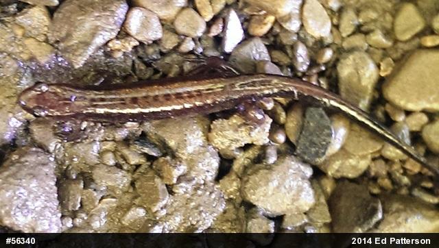 Allegheny Mountain Dusky Salamander