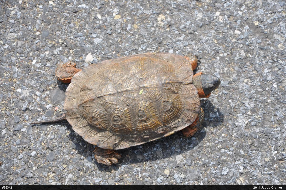 Wood Turtle