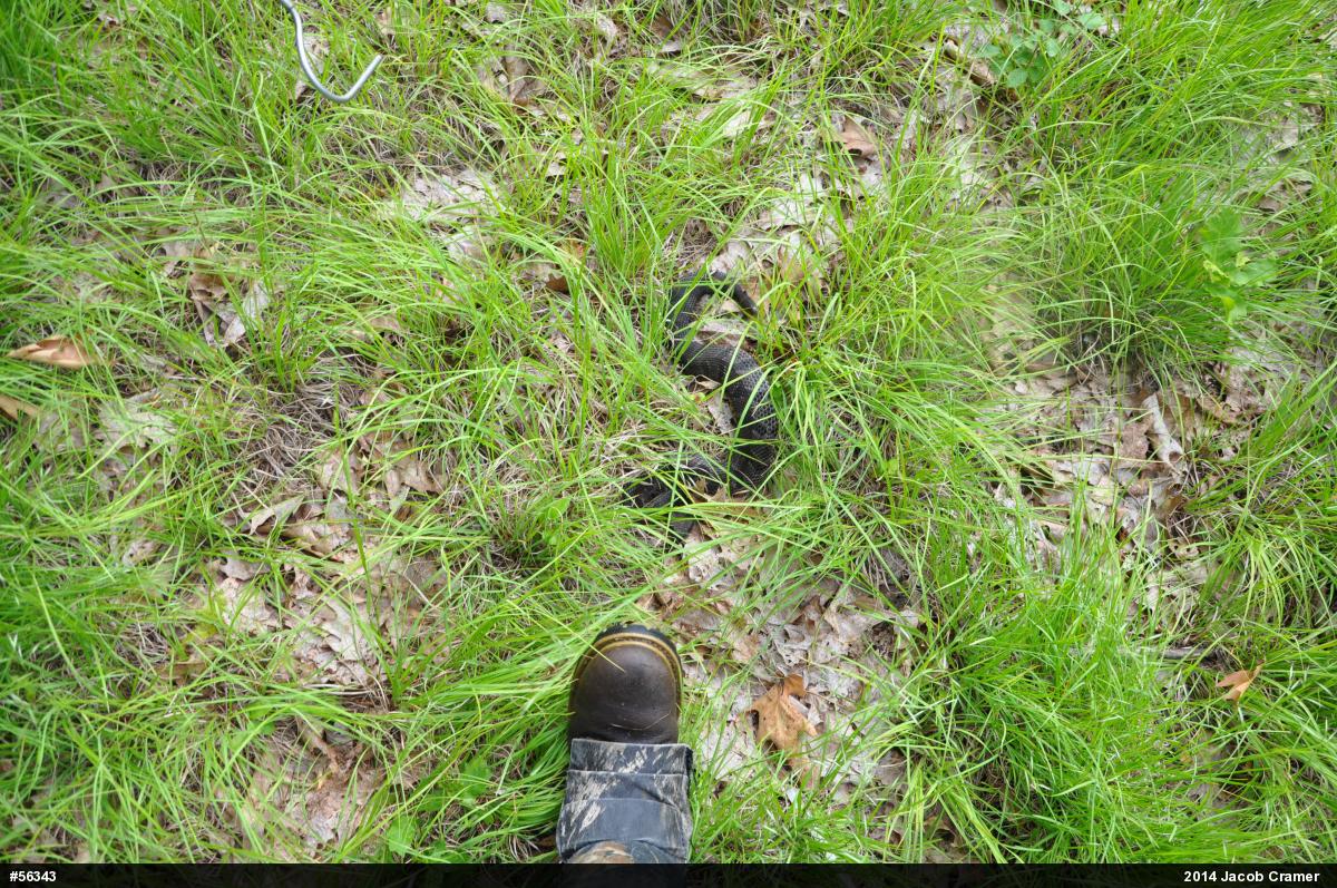 Timber Rattlesnake