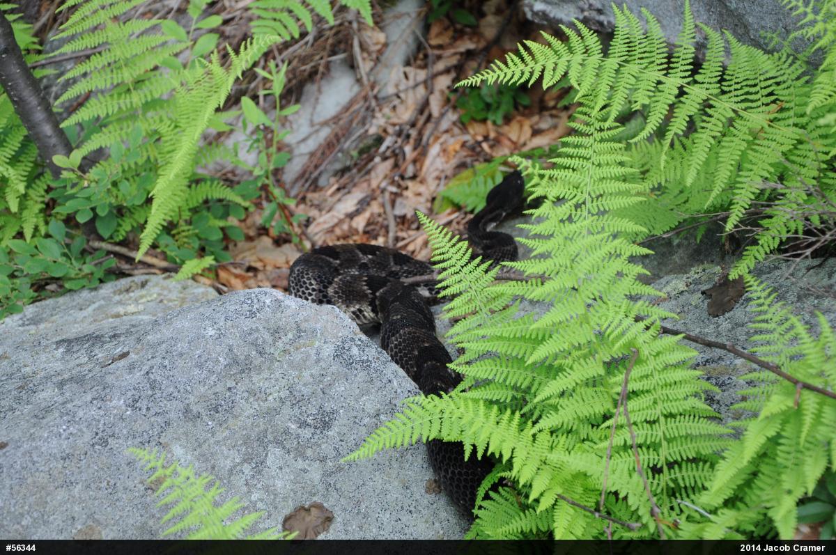 Timber Rattlesnake