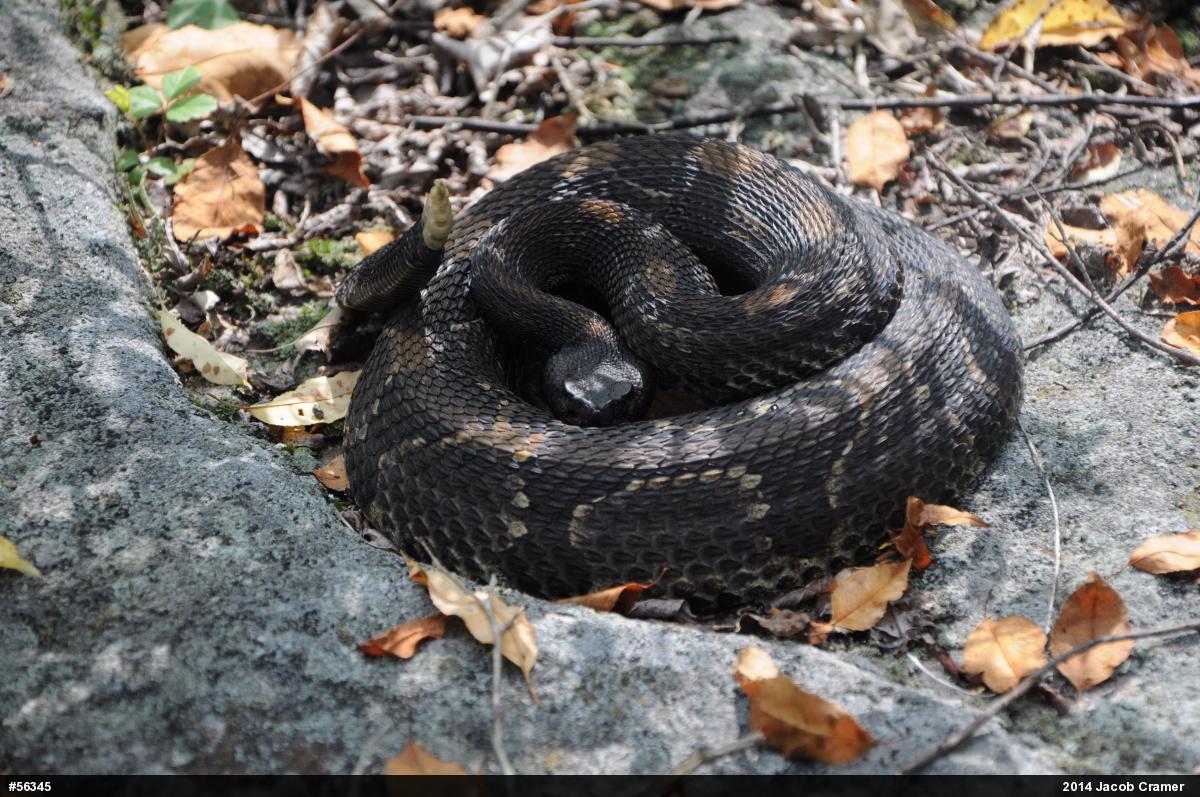 Timber Rattlesnake