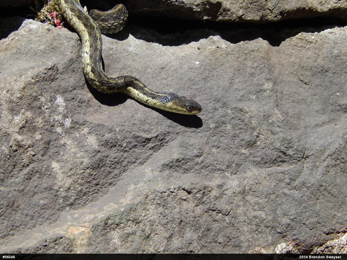 Eastern Gartersnake