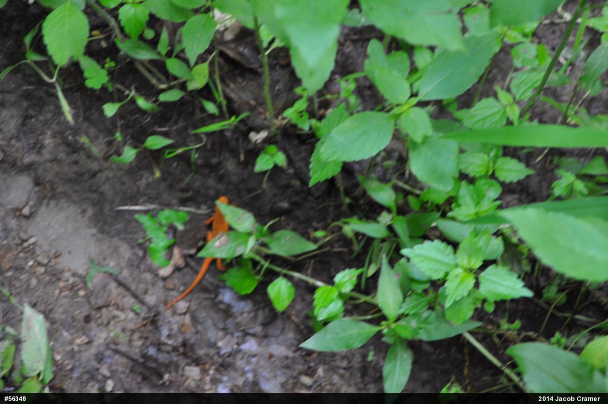 Red-spotted Newt