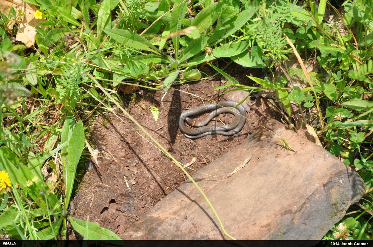 Northern Ring-necked Snake