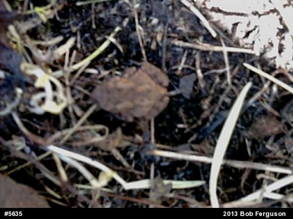True Toads